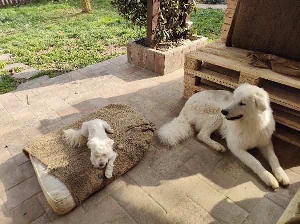 Orsetto Foto 2